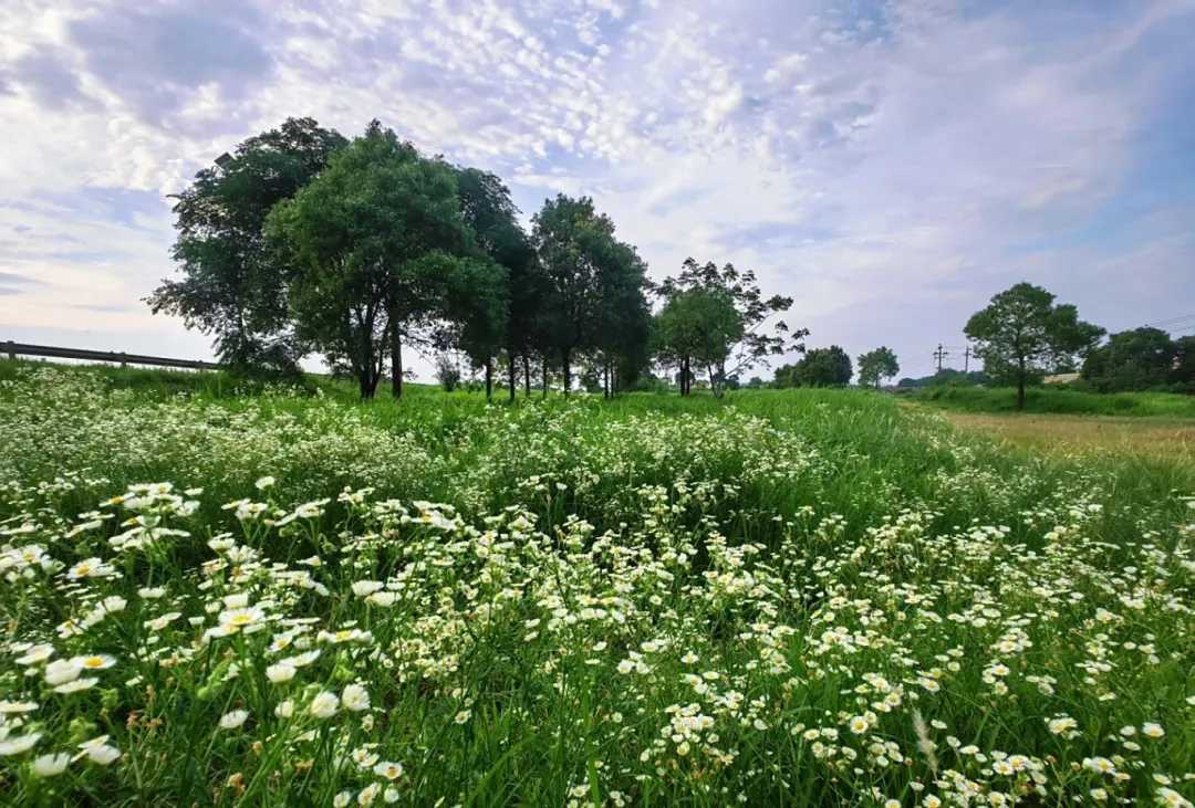 悦游天心·近郊游线路① | 来大托铺邂逅湘江畔的隐世小院与田园野趣！